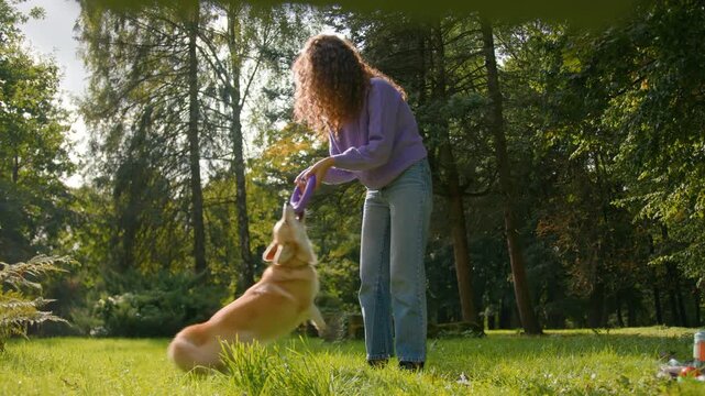 Caucasian woman handler training active corgi dog with rubber ring toy in park playful girl female animal trainer exercising pet cynologist play with fluffy golden puppy on grass nature city outdoors