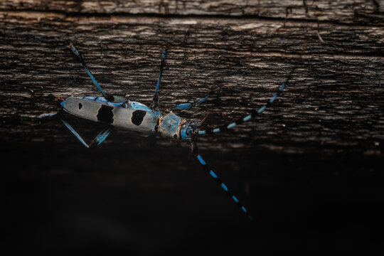 Rosalia Longicorn - Rosalia alpina, large longicorn beetle native to the beech forests with sun exposure in Europe, White Carpathians, Czech Republic.