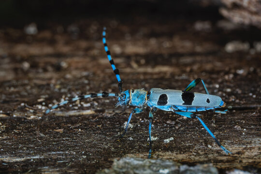 Rosalia Longicorn - Rosalia alpina, large longicorn beetle native to the beech forests with sun exposure in Europe, White Carpathians, Czech Republic.