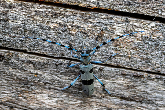 Rosalia Longicorn - Rosalia alpina, large longicorn beetle native to the beech forests with sun exposure in Europe, White Carpathians, Czech Republic.