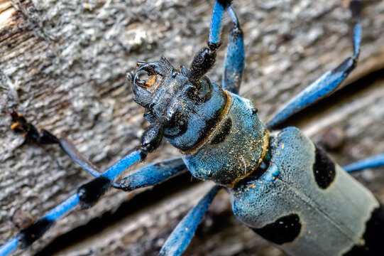 Rosalia Longicorn - Rosalia alpina, large longicorn beetle native to the beech forests with sun exposure in Europe, White Carpathians, Czech Republic.
