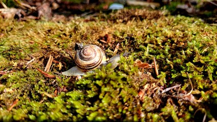 Snail on moss © Viktoriia
