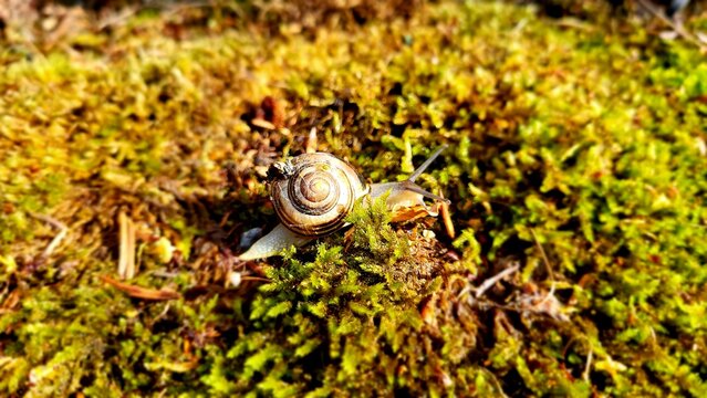 snail on a leaf