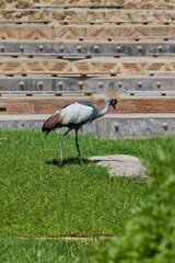 Fototapeta premium Grey crowned crane walking across green grass in sunlight