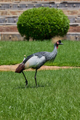 Fototapeta premium Grey crowned crane walking across green grass in sunlight