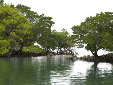 Lush Mangrove Trees and Tangled Roots Along a Serene Lagoon