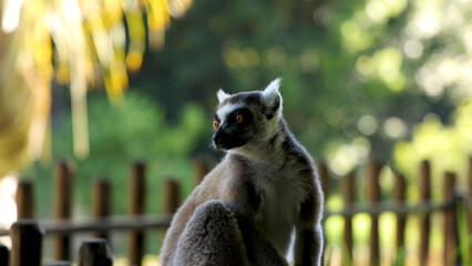 Ring-Tailed Lemur Sitting on a Wooden Fence in Sunlit Sanctuary © blueringmedia