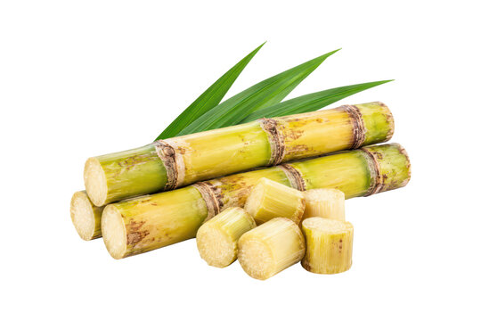 Fresh sugarcane stalks with cut pieces and green leaves isolated on a white background, showcasing juicy fibrous stems and natural tropical agricultural produce.