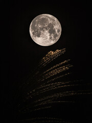 月夜の晩に © Yorimichi.graph