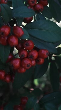 A healthy Pyracantha shrub is adorned with clusters of vibrant red berries, while the sunlight shines on its dark green leaves on a calm autumn afternoon in a quiet backyard garden.