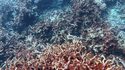 Underwater View of Cauliflower Coral and Tropical Fish in Palau © blueringmedia