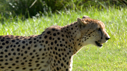 Close Up Profile of a Cheetah Walking Through Green Grass © blueringmedia