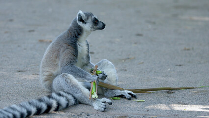 Ring-Tailed Lemur Sitting on Sandy Ground Eating a Bamboo Branch © blueringmedia