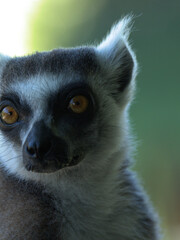 Close Up Portrait of a Ring Tailed Lemur with Orange Eyes © blueringmedia