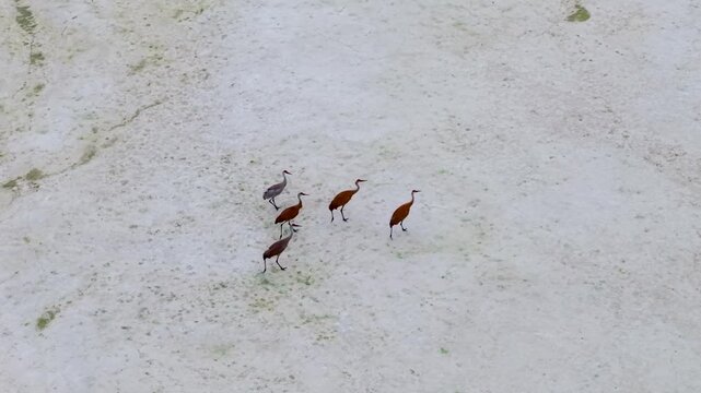Five sandhill cranes fly in a loose formation above pale wetland water near Hessel in northern Michigan.