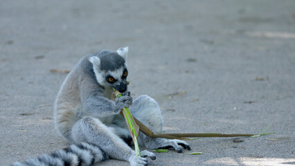 Ring-Tailed Lemur Sitting on Sandy Ground Eating a Bamboo Branch © blueringmedia