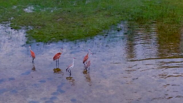 Five sandhill cranes wade through reflective shallow water beside a lush green marsh patch near Hessel Michigan