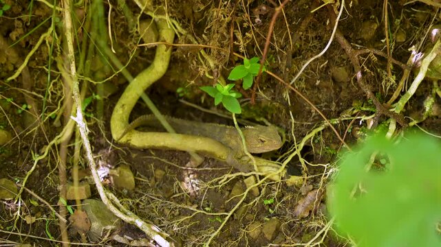 Oriental garden lizard resting in shaded forest soil among tree roots and foliage.