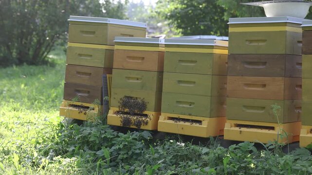 Colorful stacked wooden beehives with clusters of honey bees around the entrances stand in a lush green garden under bright summer sunlight