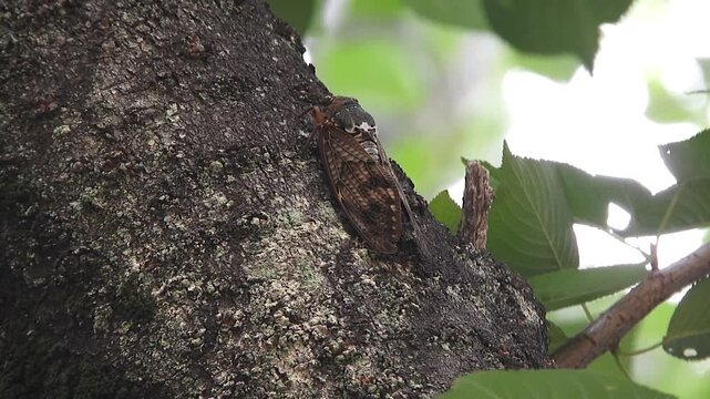 アブラゼミ