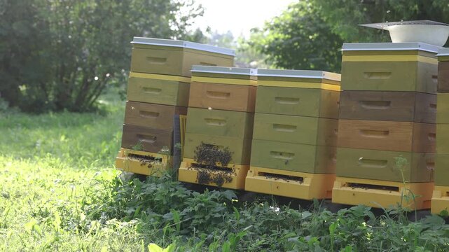 Colorful stacked wooden beehives with clusters of honey bees around the entrances stand in a lush green garden under bright summer sunlight