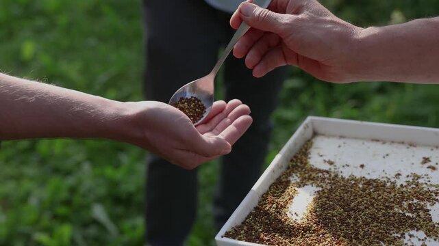 Close-up of bee pollen granules being offered by spoon into an open hand beside a tray of colorful pollen outdoors at a beekeeping site