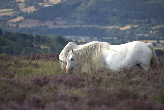 two massive white cobs grazing on the heaths