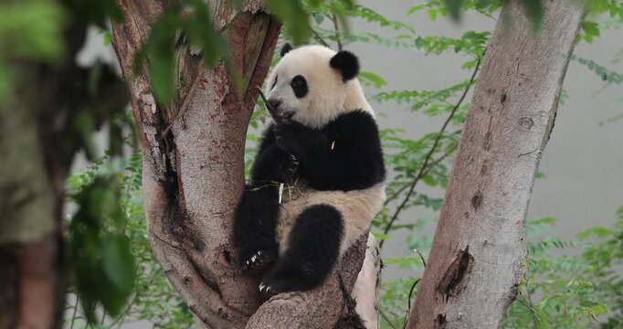 Giant pandas sleeping  in the zoo