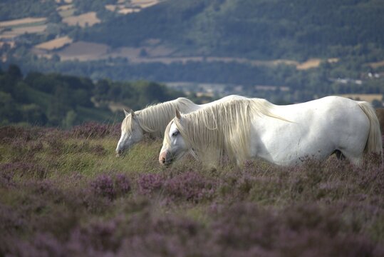 two massive white cobs grazing on the heaths