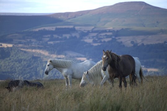 Wild Welsh Horses Grazing on Green Hills