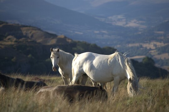 Wild Welsh Horses Grazing on Green Hills