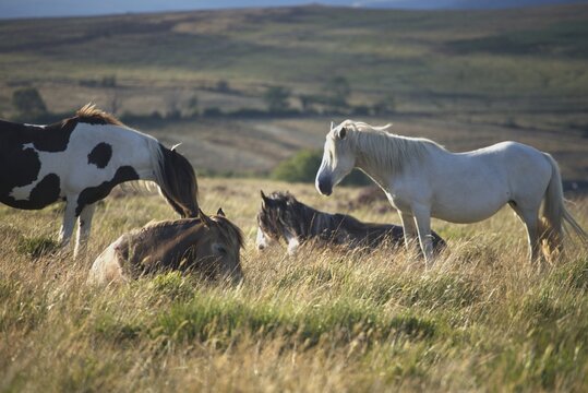 Wild Welsh Horses Grazing on Green Hills