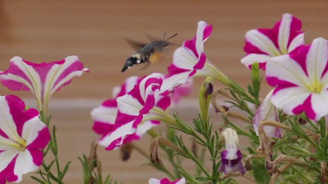 Hummingbird hawk moth hovers beside pink and white petunia flowers while feeding, telephoto closeup