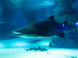 Fototapeta premium Magnificent tiger shark in tropical marine aquarium