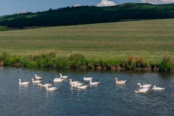 Flock of domestic white geese swimming near a green meadow and hills on the bank of a river or lake - 4 September 2026. © IBRESTER