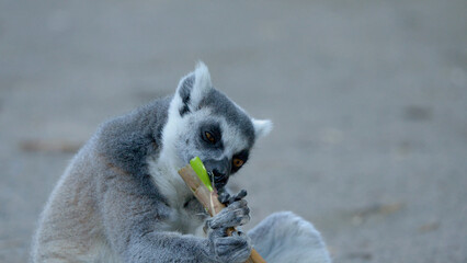Ring-tailed Lemur Chewing on a Green Bamboo Branch Close-up © blueringmedia