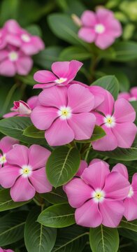Close-up of vibrant pink periwinkle flowers in full bloom.