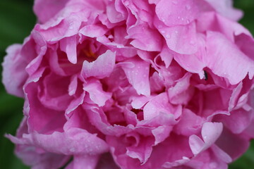 Close-up shot of a beautiful pink peony flower with dew drops on its petals. The delicate petals are layered and soft, showcasing the intricate beauty of nature © Mateusz