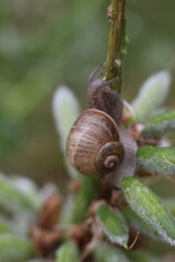 A snail slowly climbing a thin branch of a plant, its shell spiraling elegantly. The background is a soft, green blur of nature, suggesting a gentle, natural setting © Mateusz
