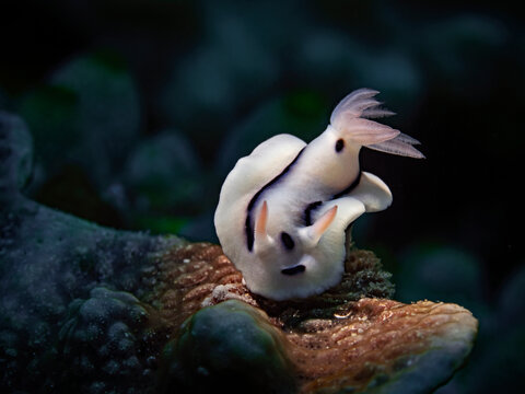 Loch`s chromodoris, Prachtsternschnecke (Chromodoris lochi)