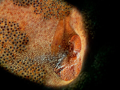 Sea Star Shrimp, Seestern Partnergarnele (Periclimenes soror)