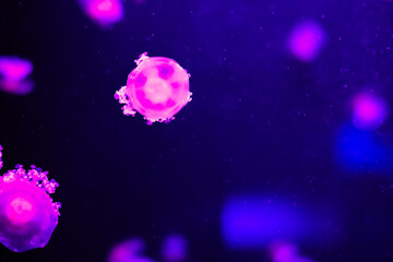 Floating jellyfish in a dark tank with purple lighting during an evening visit to an aquarium © ir1ska