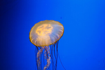 Jellyfish swims in blue water at an aquarium with gentle movements and flowing tentacles © ir1ska