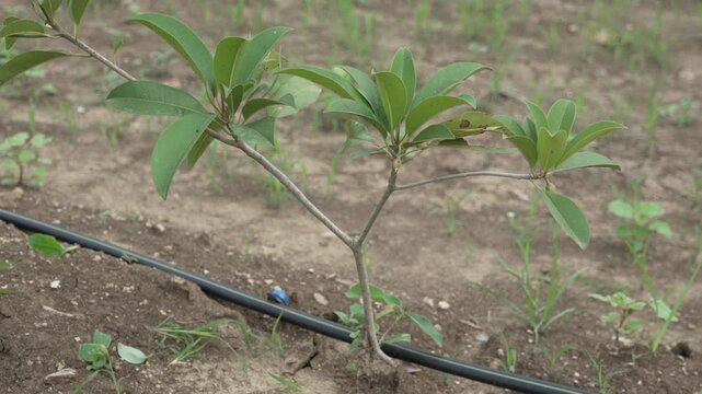 Young grafted sapodilla or chikoo fruit tree sapling growing with a drip irrigation line in a farm field