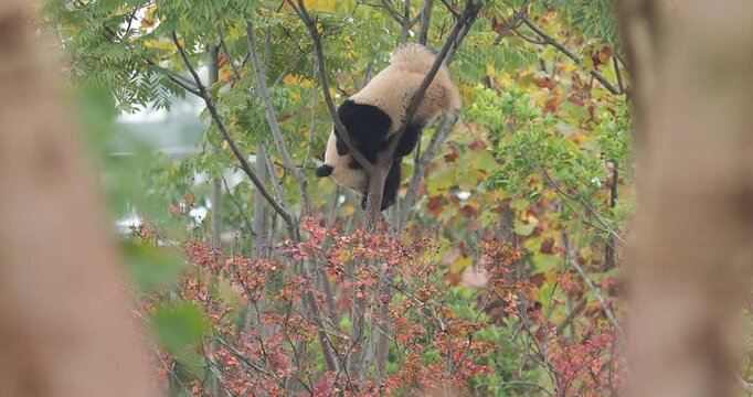 Giant pandas sleeping  in the zoo