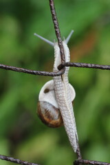 A close-up of a snail climbing a metal wire fence, its body extended and shell visible. The background is softly blurred green foliage, suggesting a garden or natural outdoor setting © Mateusz
