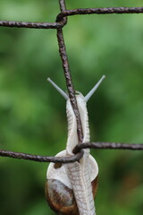 A close-up shot of a snail climbing on a rusty wire fence. The snail's body is extended as it moves slowly across the barrier, with its antennae extended forward. © Mateusz