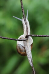 A snail slowly climbing on a wire fence with a blurred green background. The snail's body is elongated and its shell is visible. © Mateusz