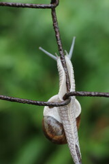 A close-up shot of a snail slowly climbing up a metal fence, its body stretched and textured, set against a soft green blurred background. © Mateusz