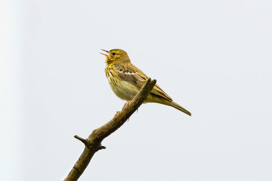 Singing Tree Pipit (Anthus trivialis) sitting on a dead branch against a plain light background